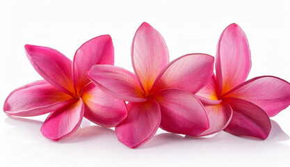 Pink Plumeria Blossoms