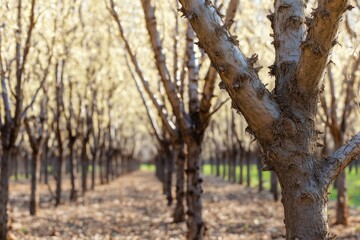 Fototapeta premium Industrial orchards of almond monoculture with faded colors create a unique landscape of agricultural precision