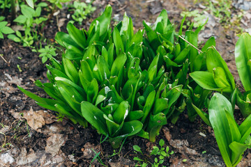 Obraz premium Green leaves of Colchicum in the garden in spring