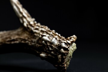 base of a whitetail deer shed antler