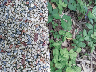 Textured pavement meets vibrant green foliage in a serene natural setting