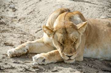 Obraz premium A lioness lies on the ground in Serengeti National Park, Tanzania, Africa. 
