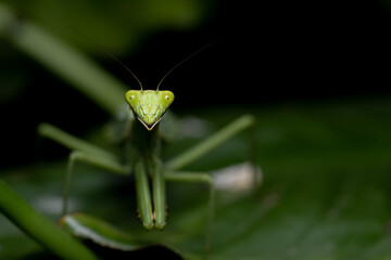 Close-Up of a Green Praying Mantis on a Leafy Background