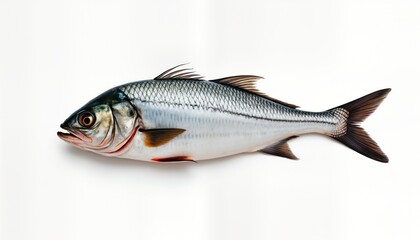 Fresh herring fish isolated on white background. Raw seafood ready for preparation. Food product ideal for cooking display. High quality image suitable for food blog recipe website. Dietary, healthy