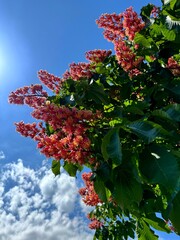 Fototapeta premium Red horse chestnut tree blossom Aesculus carnea red buckeye against sky. 