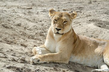 A lioness lies on the ground in Serengeti National Park, Tanzania, Africa.
