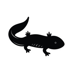 lizard on white background