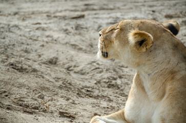 A lioness lies on the ground in Serengeti National Park, Tanzania, Africa.
