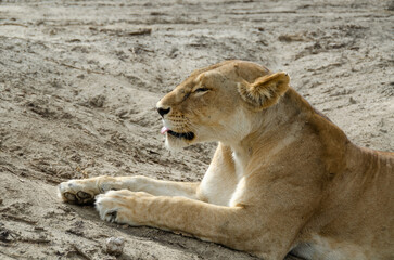 A lioness lies on the ground in Serengeti National Park, Tanzania, Africa.
