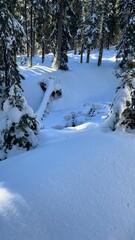 snow covered trees