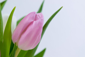 Bouquet of fresh natural white and purple tulips close up. Greeting card.