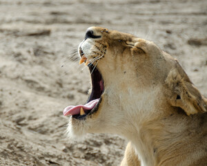 Fototapeta premium A lioness lies on the ground in Serengeti National Park, Tanzania, Africa. 