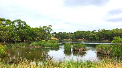 Serene Wetland Landscape