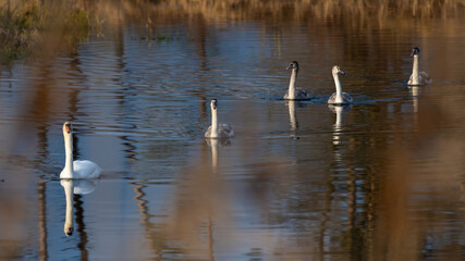 Mute Swan With Cygnets Swims On The Lake, Scene Of Wildlife In A National Park