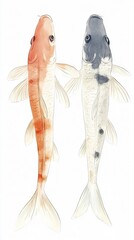 Elegant Koi Fish Watercolor Painting: Two Koi, Orange and Grey, Gracefully Adorn a Clean White Canvas