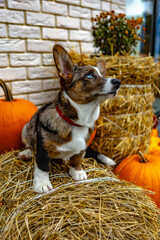 welsh corgi cardigan dog with an unusual color sitting in the hay with pumpkins