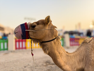 brown arabian camel with its mouth closed