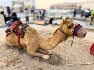 brown arabian camel with its mouth closed