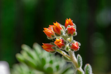Echeveria setosa mexican fire cracker bright orange flowers in bloom, evergreen succulent flowering plant
