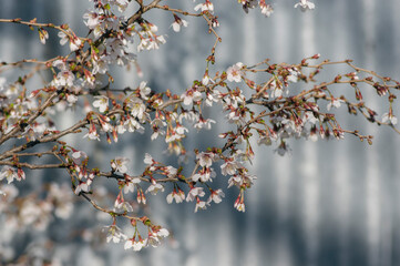 Prunus incisa Kojou-no-mai flowering early spring ornamental tree, beautiful small bright white flowers in bloom on branch