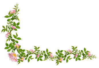 Vintage floral corner arrangement. Green Dog rose (Rosa canina) branches with pink flowers isolated...