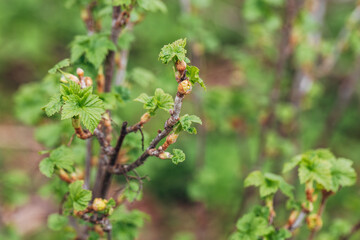 Blackcurrant Gall or Big Bud Mite pest. Infected enlarged round buds on young currant bush in Spring