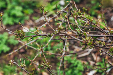 Blackcurrant Gall or Big Bud Mite pest. Infected enlarged round buds on young currant bush in Spring