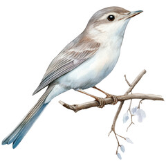 Fototapeta premium Bird Clipart Vector Illustration