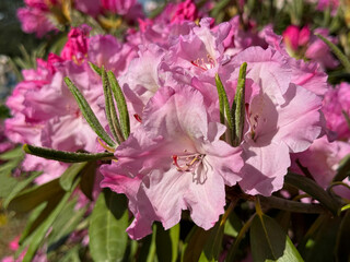 Inflorescence of rhododendron pink flowers