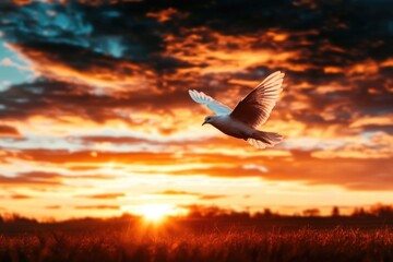 Fototapeta premium Dove soaring at sunset with dramatic clouds in the background