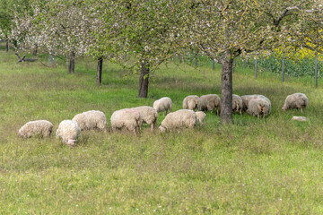 Obraz premium A herd of sheep are grazing in a field of grass