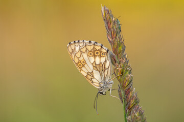 A butterfly is perched on a green plant