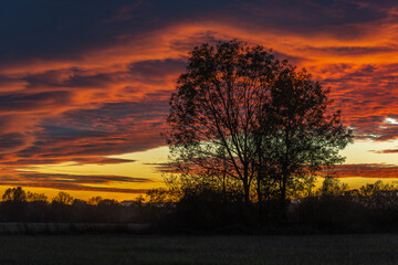 Fototapeta premium A beautiful sunset with a tree in the foreground