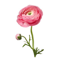 Pink color buttercup isolated on transparent background.