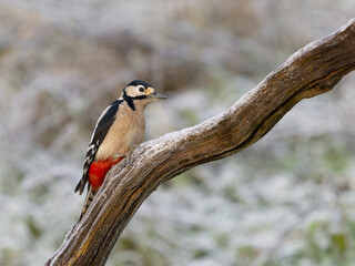 Great-spotted woodpecker, Dendrocopos major