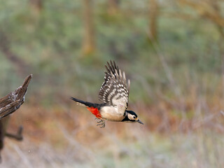 Great-spotted woodpecker, Dendrocopos major
