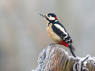 Great-spotted woodpecker, Dendrocopos major