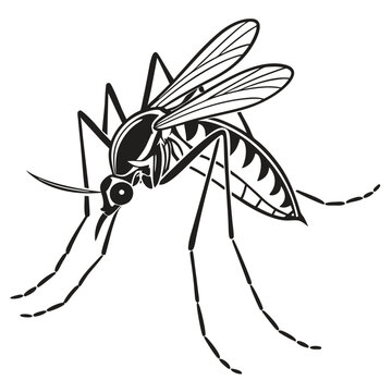 recommend clip art: Mosquito silhouette Black and white  illustration  Vector.