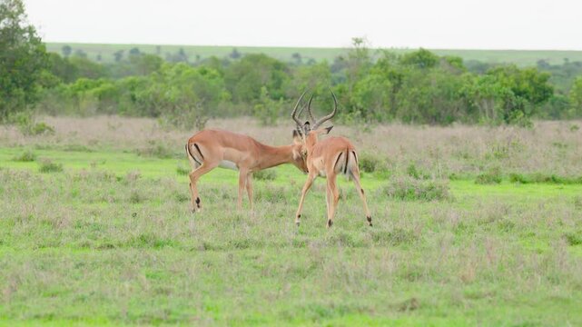 Two male common Impalas fighting with their horns at Ol Pejeta Conservancy, Kenya. 