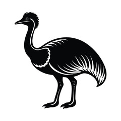 ostrich isolated on white