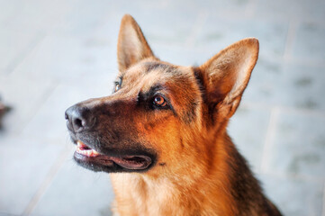 German shepperd dog looking up very attentive