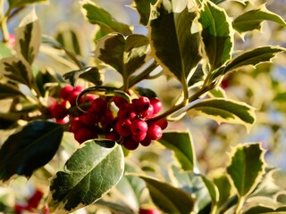 Obraz premium Red berries on branches of the holly (Ilex aquifolium) variegated cultivar, common holly, English holly, European holly, or Christmas holly. France