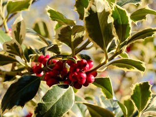 Red berries on branches of the holly (Ilex aquifolium) variegated cultivar, common holly, English...