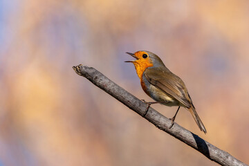 A robin bird on the bush