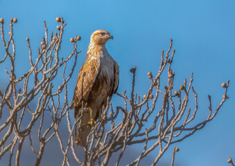 A long legged buzzard in the perched position