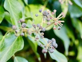 Wild bush of the common ivy (Hedera helix) with berries, European ivy, King's Choice ivy, tree ivy, or just ivy. France