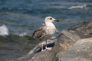 Möwe