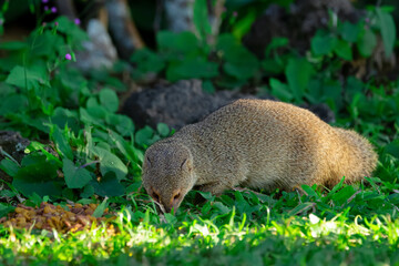 Cute furry Small Asian mongoose is eating cat's food among volcanic rocks in the garden, invasive species in Hawaii islands.