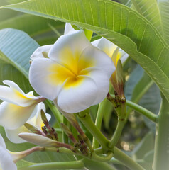 Plumeria Alba