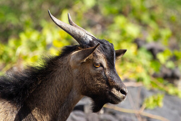Portrait of Hawaiian ibex (feral) goat with brown fur and horns, profile view, on slope of volcanic black rocks in the desert.